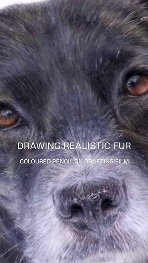 Here is my top tip for drawing animal fur - Add pencil strokes in groups, so that together they form the pattern and direction of the type of fur that you are drawing. As you draw, pause, sit back and check that your pencil strokes are not looking too ‘obvious’. Generally, you don’t want individual pencil strokes to stand out unless drawing wispy hairs etc. Grouping pencil strokes together like this will help the realism take shape. 🎨✍️ #colourpencils #colorpencilartists #beginnerartist #drawin