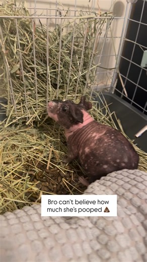 Luna🌙 + RIP Princess Peach 🍑 on Instagram: "I’m a poop machine 💩 #skinnypig #skinnypigs #hairlessguineapig #guineapig #guineapigs #cuteguineapig"