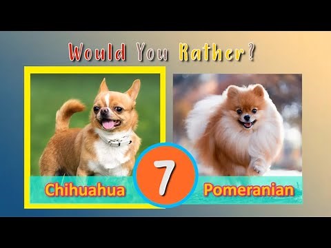 Would You Rather? 🐶 Doggy Dog Edition | Dog Workout Game | Brain Break | PhonicsMan Fitness