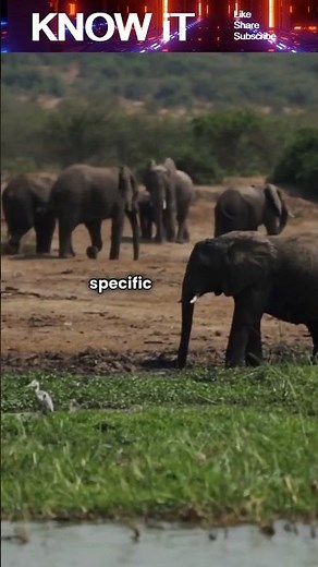 Why do some Animals Migrate?