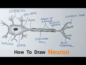 How to Draw Neuron Easy Step by Step / Neuron Diagram Easy Way / Biology Drawing