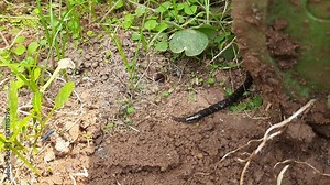 Chinese red-headed centipede. Its common names Chinese red head and Chinese red head centipede. This is a spiral organism.