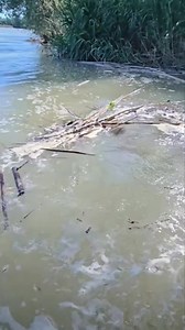 1.7M views · 7.3K reactions | Catfish  #usa | Underwater Fishing life | Facebook