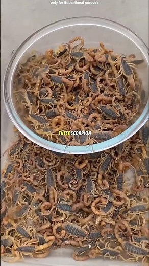 Why do they farm scorpions 🤯 #unknownworld