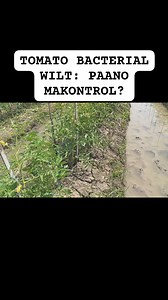 ALAMIN ANG TOMATO BACTERIAL WILT AT PAANO ITO MAKONTROL #bacterialwilt #tomato #fungicide #bactericide | Farmers Choice Agri