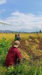 Taroa nee kare Hade dou ma karawi Dae #reels | Dae Mus