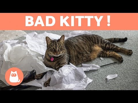 Comment GRONDER correctement un CHAT 🐱✅ (Éducation Féline)