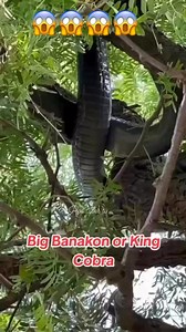 16K views · 88 reactions | King cobra | Roi Vibes Tv | Facebook