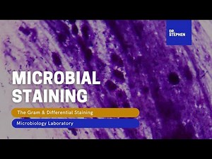 MICROBIOLOGY 🧫 | Bacterial Staining (Gram & Differential Staining)