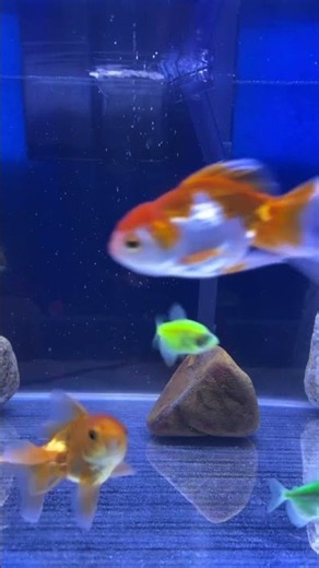 Relaxing Aquarium Fish Tank 4K UHD 🌊 Peaceful Underwater World for Sleep