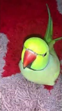 Witness the Unbelievable: Amazon Parrot Speaks Like a Human!