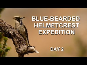 Blue-bearded Helmetcrest: Expedition to Photograph the Rarest Hummingbird in the World - Day 2