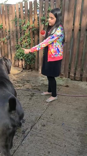 Cane corso with kids | The Cane Corso USA