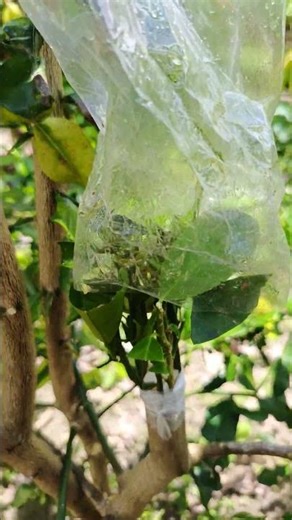 The process of bagging/covering. #viral #fruit #fruit #buahbuahansegar #art #nature #makanbuah #fyp