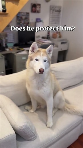 Why I needed this husky in my life right now #husky #dog #emotional