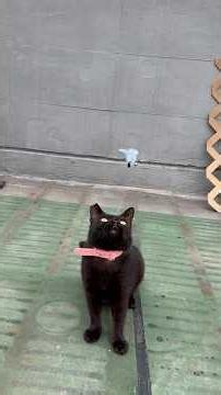 best self play cats toy