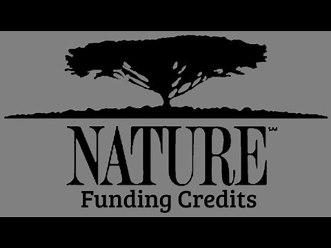 Nature Funding Credits Compilation (1982-present) (CLASSIC)