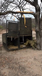 Double-Baboon Release! 🐵 The female and male Chacma Baboons were successfully released back into the wild. Their new home is the Matobo National Park, which has a stable baboon population. 💚 Even though male and female separated right after the traps opened, they found each other again after only a few minutes. 🐵🐵💕 Chipangali - Leaders in Wildlife Conservation and Education since 1973 🐾 #chipangali #zimbabwe #matobo #release #released #rescued #wildlifework #wildlifeconservation #conservat