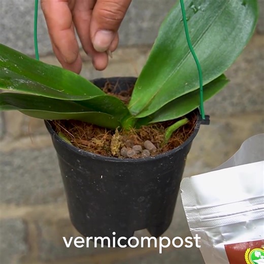 Potato-Powered Orchid Propagation for Speedy Blooms 🌷 | Great DIY Idea