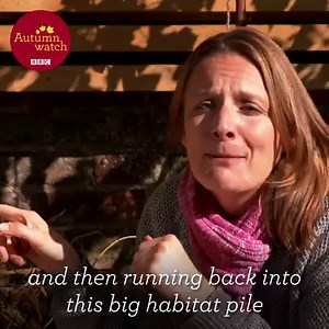Creating habitat piles from garden waste is the perfect way to provide a shelter for any wildlife! 🍁🕷🍂🐦✨ Listen to Kate Bradbury talk us through what we can do for garden wildlife this time of year! #Autumnwatch #Wildlife | BBC Springwatch
