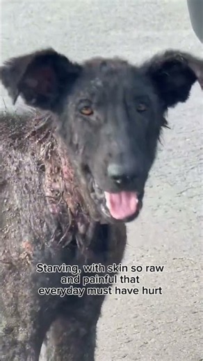 Shiloh survived the streets all alone #rescuedogs #puppy #rescuedog