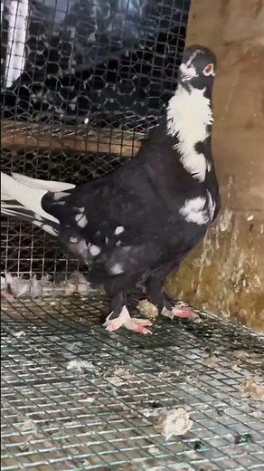 👑 Meet the King of All Fancy Pigeon Breeds! #pigeons #pigeon #pigeon101