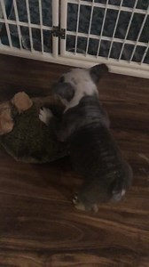 172 reactions · 13 comments | Our champion hedgehog 璉 wrestler broke the 6 lbs mark! A few more oz and he’ll have doubled his weight in just three weeks 殺練 | Reggie's Friends | Facebook