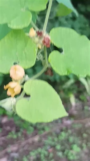 快来认识一下这种植物