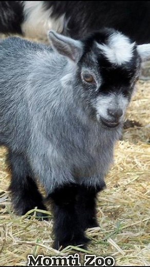 🐐 Cute Baby Goat Playing in the Garden | Adorable Goat Moments ❤️ #Shorts