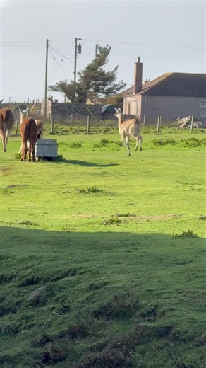 Happy being back out after the storm | Ulbster alpacas Caithness