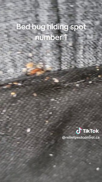 Bed Bugs Hiding Spots: Tips for Pest Control