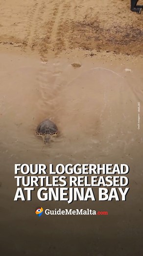 At Ġnejna Bay today, four loggerhead turtles finally headed back to the sea for their first post-rehab swim 🐢 📷 Instagram - steph_strij #GuideMeMalta #Turtle #FirstSwim #Malta | GuideMeMalta.com