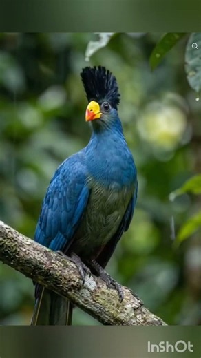 Great Blue Turaco (Corythaeola cristata) #shortsfeed #birds #nature -garden