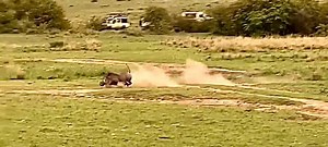 Explosion!!! The warthog explodes from the bushes like a bullet, hooves scrabbling for traction as dust billows into the air. Two lionesses launch after him, hunger driving every stride. This is a full-grown male, his tusks long and razor-sharp. He feels the hot breath of a lioness on his neck as she reaches out with a killing swipe. In a split-second, he twists, jabbing with his tusks and leaping just far enough to escape her claws. Unperturbed, relentless, the two lionesses adjust their line a