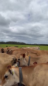 Betty butter and Wilma are still fighting over Farmer Phil | Alo Vera The Jersey cow