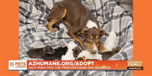 Pets on Parade - Adoptable pets from the Arizona Humane Society