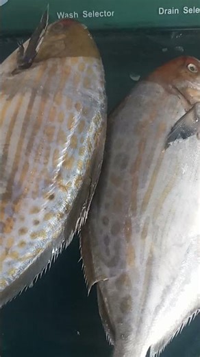 سمكة الحَجْلَة أو السَّالِيمَا بالفرنسية: Saupe الاسم العلمي: Sarpa salpa الوصف ومعلومات عن الثمن