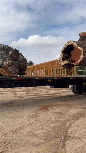 1.2K views · 10K reactions | Not every salvaged tree yields high-quality slabs. We do everything we can to assess a tree’s health and integrity, but the true condition is only revealed upon cutting into it. We try to identify the optimal time to salvage a tree—when it’s in its final years but hasn’t started to rot or decay. However, determining this narrow window of opportunity can be challenging based solely on just looking at the tree. | GL Veneer, Inc. | Facebook