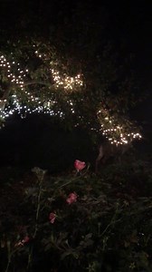 123 reactions · 12 shares | 歷✨When I woke this morning my 8 pointer buck that you may have seen on my page many times was also waking and how magical that he chooses to sleep under the crabapple tree and fairy lights ~ I am truly blessed and this moment was felt deep inside of my soul ~ Please like and comment so IG shows this to others ~ Thank you  @terrifoss @terrifosshome #terrifoss#deer#nature#fall#autumn#wildanimals#animals | Terri Foss | Facebook