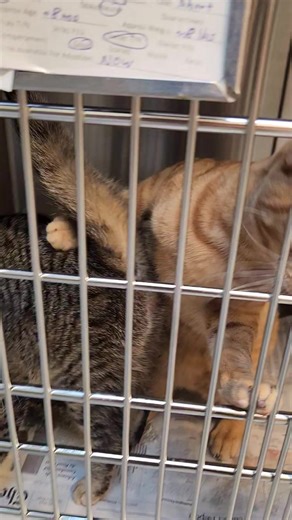 15K views · 1.5K reactions | Can't forget Smokey! He's also in with Blondie and Traveler. They are all young kittena around 6 to 8 months. They would be much happier in a loving home so please come adopt them today from the Spotsylvania Animal Shelter today between 12 and 4 pm in Fredericksburg, Va. | Spotsylvania Animal Shelter | Facebook