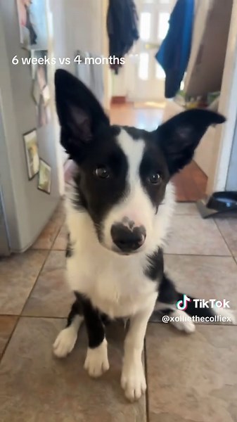 Ollie the Border Collie: Growing Fast in 4 Months