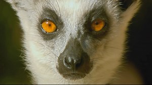 Nature: Love in the Animal Kingdom | Netflix