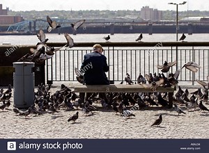 In A Feeding Frenzy The Pigeons
