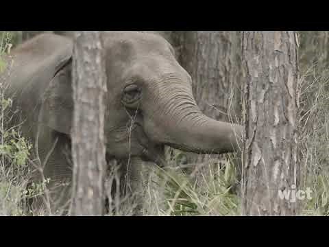 Former Circus Elephants Arrive At White Oak Conservation