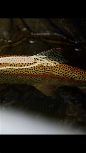Fishing TV on Instagram: "The only wild Rainbow Trout in the UK - ‘On The Bank’ on FishingTV Copy the link to watch now! https://www.fishingtv.com/series/on-the-bank-2/ Rob Hughes and Andy Ford’s popular fishing show covering a wide range of fishing in the British Isles. In this episode Andy joins Des Ship at a causal weekday fishing match in sub zero conditions, to find out what it is that separates elite matchmen from the rest of us mere mortals. Rob’s at the Carp Society’s Winter Show, where