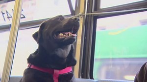 You won't believe how this dog gets to the park