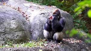 13K views · 688 reactions | The World Series is so close we can almost taste it  Go Atlanta Braves! #OnlyZooATL #ForTheA #BattleATL | Zoo Atlanta | Facebook