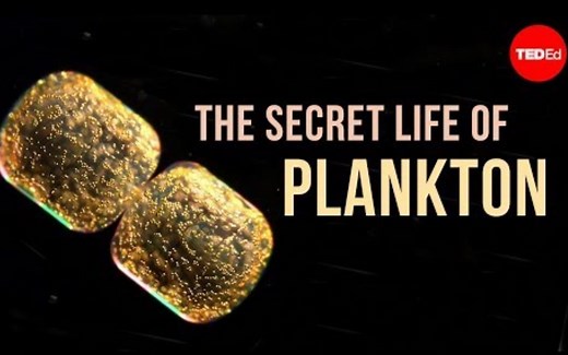 【Ted-ED】浮游生物的秘密生活 The Secret Life Of Plankton