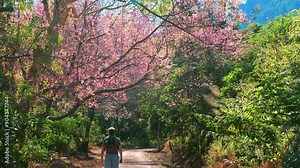 Person walking down path surrounded by blooming pink cherry blossom trees, enjoying nature and tranquility of outdoors, under clear blue sky, Nature and Tranquility.