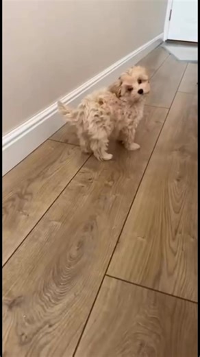 ✨Meet Little Princess Molly — the cutest miniature Maltese! 🐶💖 Gentle, cuddly, and apartment-friendly ✨ ✔️ Vaccinated & healthy ✔️ Diaper trained ✔️ Loves play & snuggles Bring home this little heart! 🤍💌 #Maltese #PuppyLove #CutePuppy #DogsofFacebook #MiniDog | Maltipoo Puppy Place